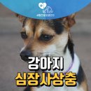 오남동물병원 | 강아지 심장사상충 치료 후기 - 남양주 오남 사랑으로 동물병원