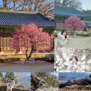 섬진강 매화 나루 | 봄의 시작을 알리는 홍매화, 매화 명소 축제 추천 (2월 3월 꽃놀이 개화시기)