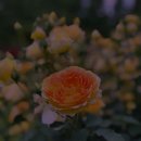 영어회화 다지기 이미지