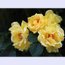 곡성-019 티스토리