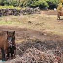 성산농장 이미지