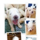 강쥐 Daum카페