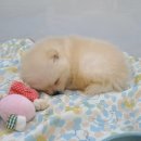 디자인바이펫