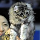 캣플라워 이미지