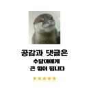 [인천 영종도 구읍뱃터 마시안제면소칼국수] 내돈내산 l 전복죽 무료서비스에 짬짜면처럼 반반칼국수가...
