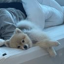 두카메디컬센터 | 강아지 연말결산 '김쿠키 어워즈 2025' 귀여움 대상 드릴게효