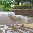 강아지봄 | 봄 산책 필수 아이템 강아지진드기퇴치제 멍가드 내돈내산 후기
