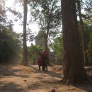 캄보디아5. 앙코르 톰 유적군( Angkor Thom) - 바이욘(Bayon) 사원 이미지