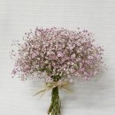 수국과안개꽃 카카오 검색결과