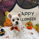 허그댕댕 이미지