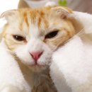 목욕하는고양이 이미지