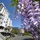 20250429-경남대학교 중앙도서관 앞 등꽃(등나무꽃) 이미지