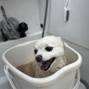 멍무이 쌀롱 이미지