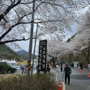 금산-39 | [금산] 금산 보곡산골 산벚꽃 축제 방문 솔직 후기!