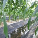 어부네농장 이미지