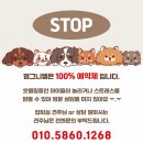 멍그니엘 애견호텔 서울강동점 이미지