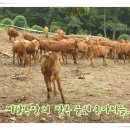 씨알목장 이미지