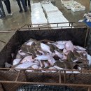 묵호어판장 이미지