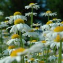 호명호수관광안내소 이미지