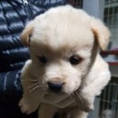 소사2길 노트펫