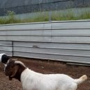 덕산 흑염소 농장 이미지