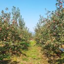 사광농장 이미지