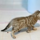 미파캐터리 이미지