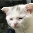 크리믈