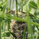남대천