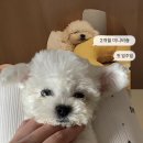 미니울타리 | 생후 2개월 미니비숑 분양 후기｜입양 첫 일주일 성장일기