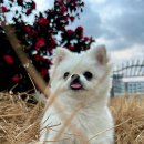 문수동물병원 이미지