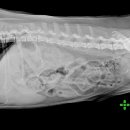 미사동물병원 이미지