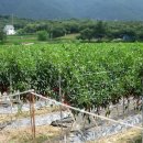 김명환농장 이미지