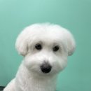 멍블리살롱 이미지