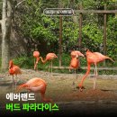 버드랜드 | "홍학 만나고 왔어요" 용인 에버랜드 버드파라다이스 방문 후기
