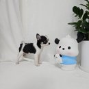 멍냥스타 강아지분양 고양이분양 이미지