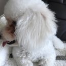 모리펫샵 네이버블로그