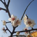 매화마트 네이버블로그