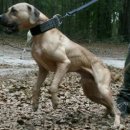 GR kennel Daum카페