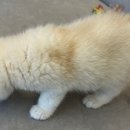 프리펫 강아지분양 고양이분양 천안본점 이미지