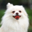 하남강아지 | 하남강아지분양 후기 포메라니안 입양기