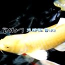 코이 이미지