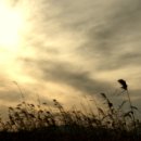 바람의노래 이미지