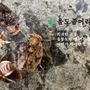 🪲 울도좀머리멸구 (Errada nawae) 희귀한 곤충, 울릉도의 옛 이름 울도, 머리가 작다는 좀머리 이미지