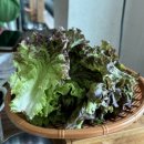 반제 | [경기 안성] 반제호수길뷰 오리주물럭 반제골 내돈내산 후기