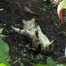 여름맞이 포천 담터계곡 물소리 캠핑장 후기 (시설, 평상가격, 꿀팁)