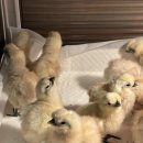 천안오골계농장 이미지