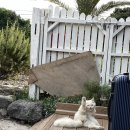 저지1521 | 제주 서쪽 숙소 펜션 저지1521 저지고옥 솔직 후기