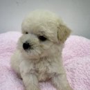 펫파크 동백점 이미지