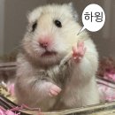 골든햄스터분양 햄츠비 이미지